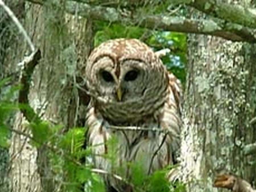 New Orleans: Honey Island Swamp Tour - Who should book this Honey Island Swamp boat tour