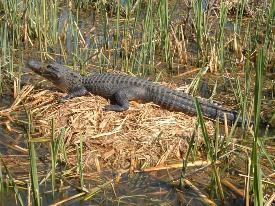 New Orleans: Honey Island Swamp Tour - FAQ