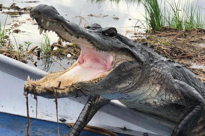 New Orleans Large Airboat Swamp Tour - Key points before you book