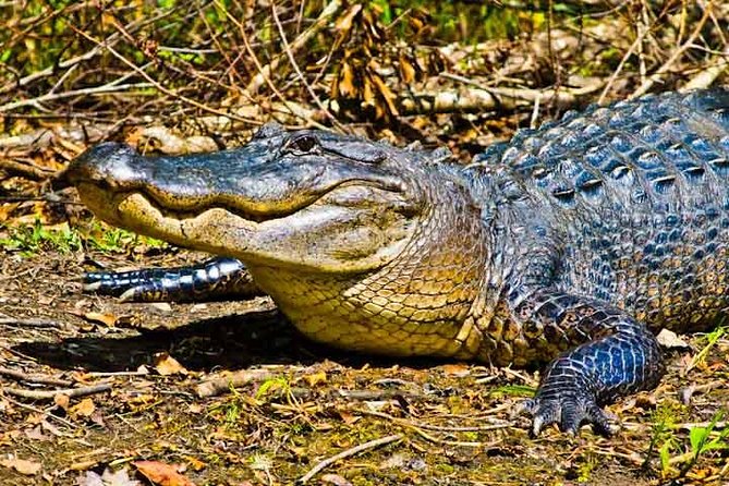 New Orleans Large Airboat Swamp Tour - Why this Barataria airboat feels different from a typical swamp tour