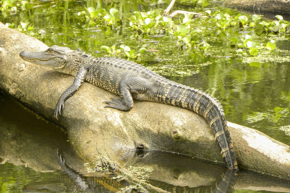 New Orleans Manchac Bayou Swamp Cruise W/ Optional Pick-Up - Frenier and Cajun Culture Stories You’ll Actually Remember