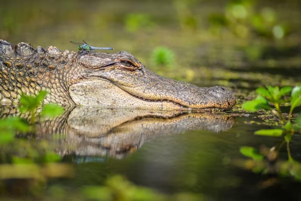 New Orleans: Manchac Magic Kayak Swamp Tour - Manchac Swamp by Kayak: Why This Tour Feels Worth It