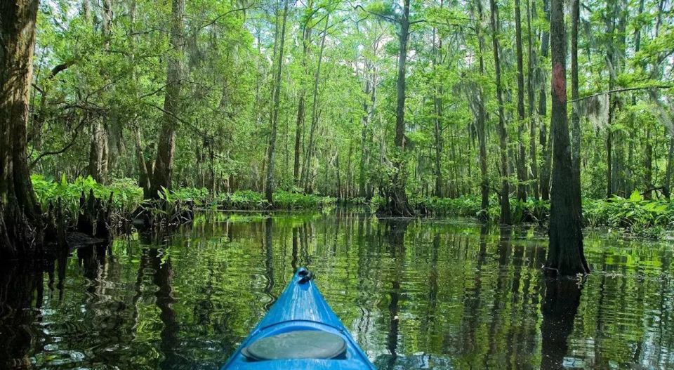 New Orleans: Manchac Magic Kayak Swamp Tour - Wildlife Spotting in the Cypress: What You’ll Aim to See