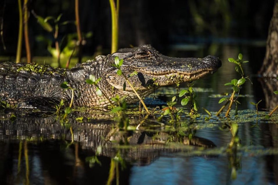 New Orleans: Manchac Magic Kayak Swamp Tour - Comfort and Effort: How to Prepare for Two Hours of Paddling