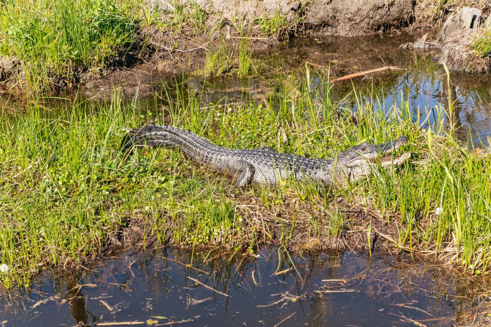 New Orleans: Oak Alley Plantation & Airboat Swamp Combo Tour - Who should book this Oak Alley and airboat combo