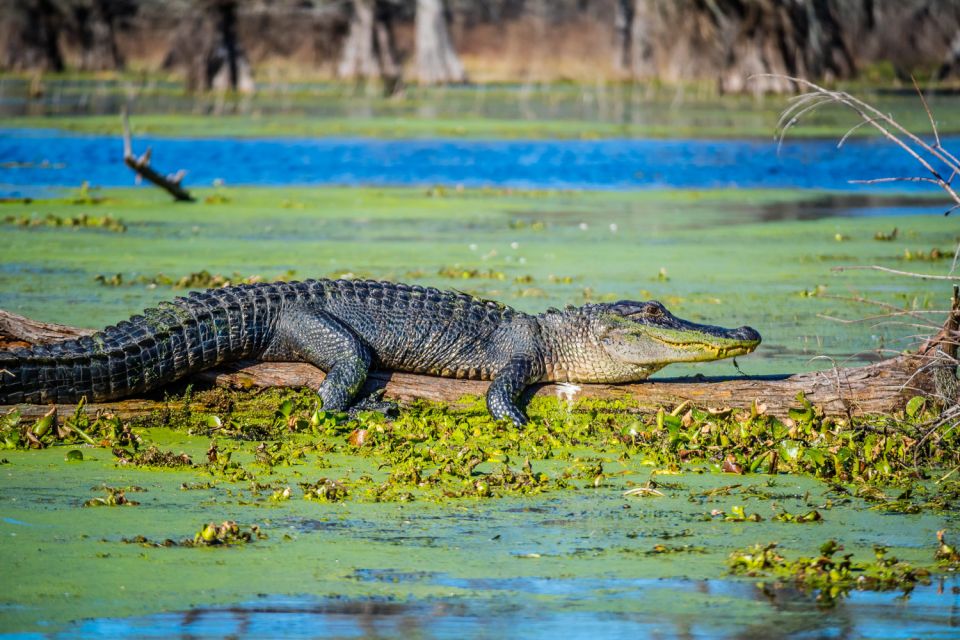New Orleans: Oak Alley Plantation and Swamp Cruise Day Trip - Should you book Oak Alley and the swamp cruise day trip?