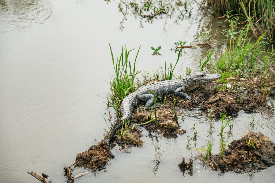New Orleans: Oak Alley Plantation and Swamp Cruise Day Trip - Swamp cruise on a covered boat: alligators, snakes, and historic landmarks
