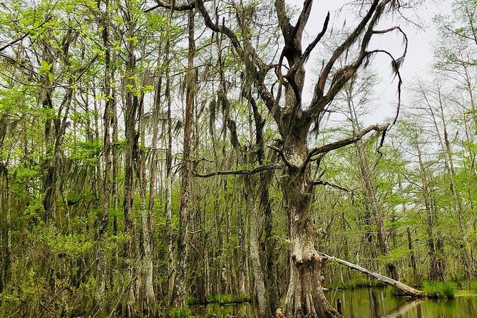 New Orleans Self-Transport Swamp and Bayou Boat Tour - Why the Honey Island Swamp Tour Starts in Slidell