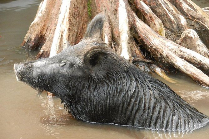 New Orleans Self-Transport Swamp and Bayou Boat Tour - What You’ll See: Gators, Birds, Boars, and More