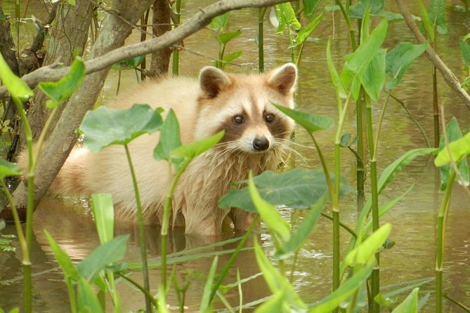 New Orleans Self-Transport Swamp and Bayou Boat Tour - Price and Value: Is $37.75 Worth It?