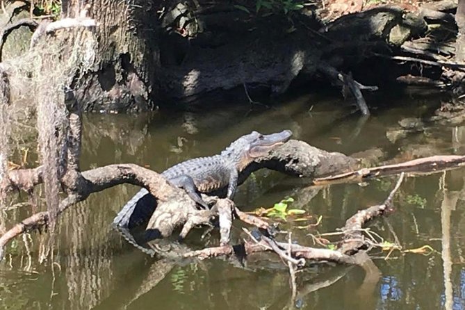 New Orleans Small-Group Airboat Swamp Tour - Timing that works: 1 hour 40 minutes on the water