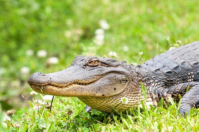 New Orleans Swamp and Bayou Alligator Tour - French Quarter Pickup to the River: Where the Tour Really Starts