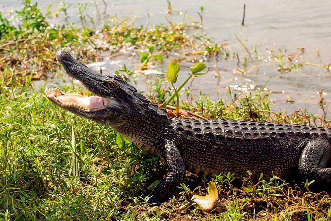 New Orleans Swamp and Bayou Alligator Tour - Captain Narration and Cajun Stories: History You Can Hear Over the Water