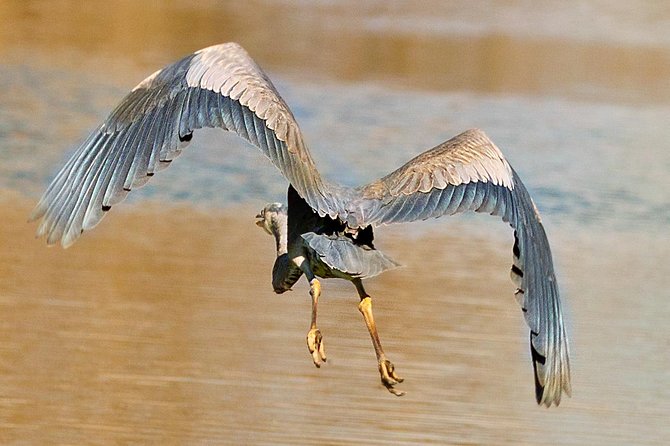 New Orleans Swamp and Bayou Alligator Tour - What to Bring and Wear: Comfort Wins on a Bayou Day