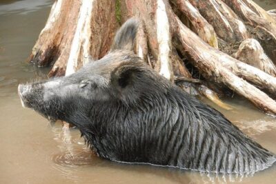 New Orleans Swamp and Bayou Boat Tour with Transportation - Honey Island Swamp: 2 hours of narrow channels and live wildlife spotting