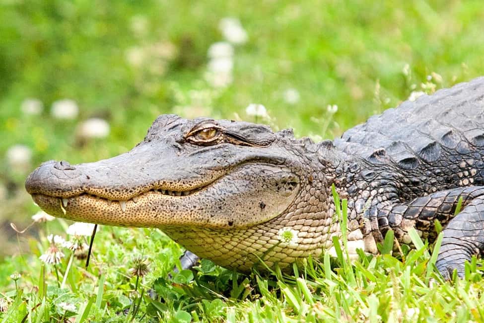 New Orleans: Swamp & Bayou Boat Tour with Transportation - Quick hits before you hit the bayou