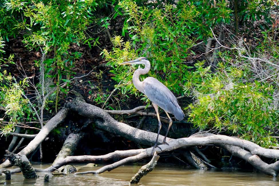 New Orleans: Swamp Boat Ride and Historic Plantation Tour - Price and Value at About $126 for a 7.5-Hour Day