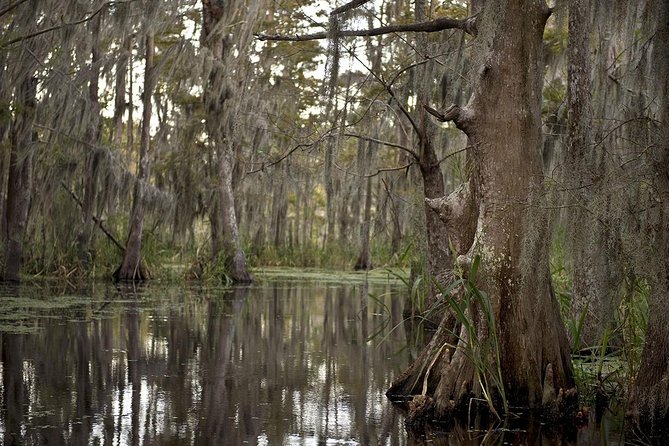 New Orleans Swamp Tour Boat Adventure - Wildlife Spotting Reality Check: What You Can Expect