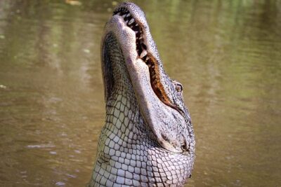 New Orleans Swamp Tour Boat Adventure with Transportation - Pickup Timing: How to Avoid the Big Day-Maker Stress