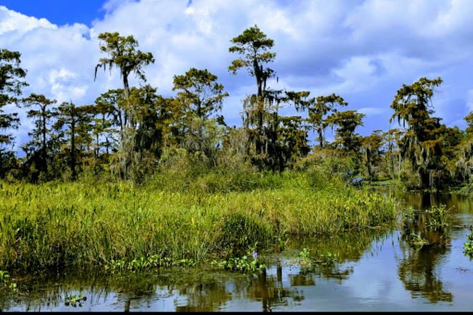 New Orleans Swamp Tour Boat Adventure with Transportation - Wildlife Reality: Alligators, Turtles, Snakes, and the Season Switch