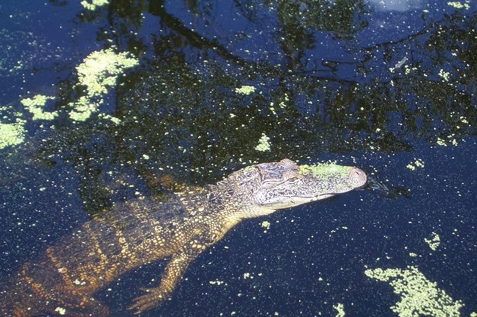 New Orleans Swamp Tour Boat Adventure with Transportation - Food, Comfort, and What to Bring for a Chilly Boat Ride