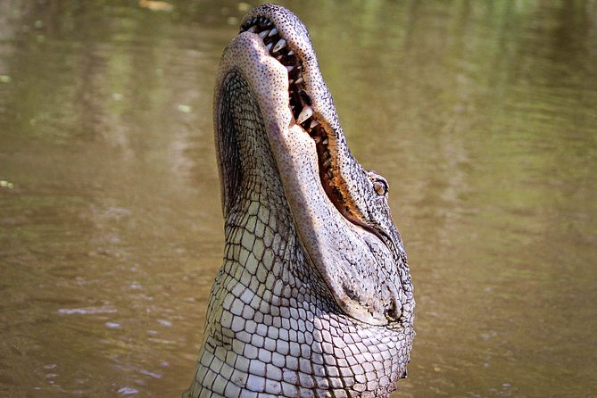 New Orleans Swamp Tour Boat Adventure with Transportation - Pickup Timing: How to Avoid the Big Day-Maker Stress