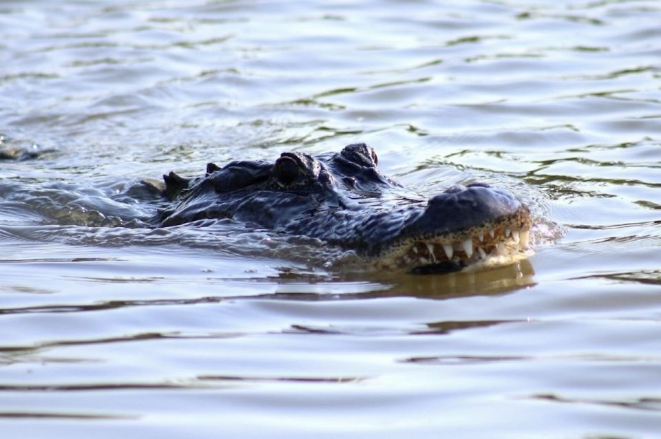 New Orleans: Swamp Tour on Covered Pontoon Boat - Key highlights to know before you book