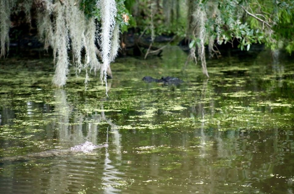 New Orleans: Swamp Tour on Covered Pontoon Boat - What 90 minutes to 3 hours on the bayou actually feels like