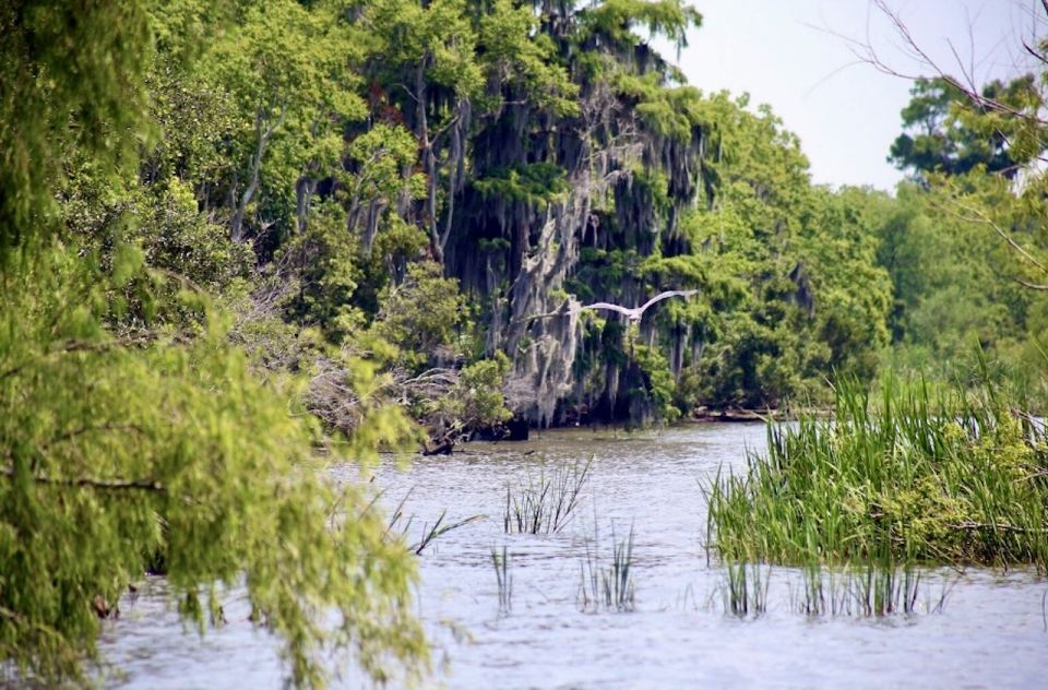 New Orleans: Swamp Tour on Covered Pontoon Boat - The wildlife checklist: what you can spot (and how to look)