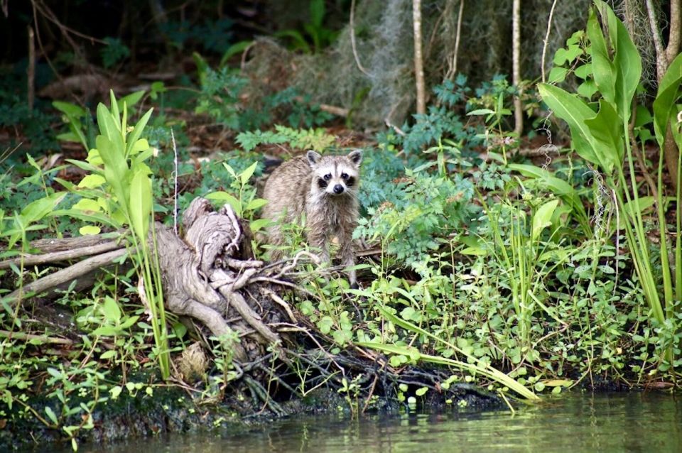 New Orleans: Swamp Tour on Covered Pontoon Boat - How the guide and captain make your sightings make sense