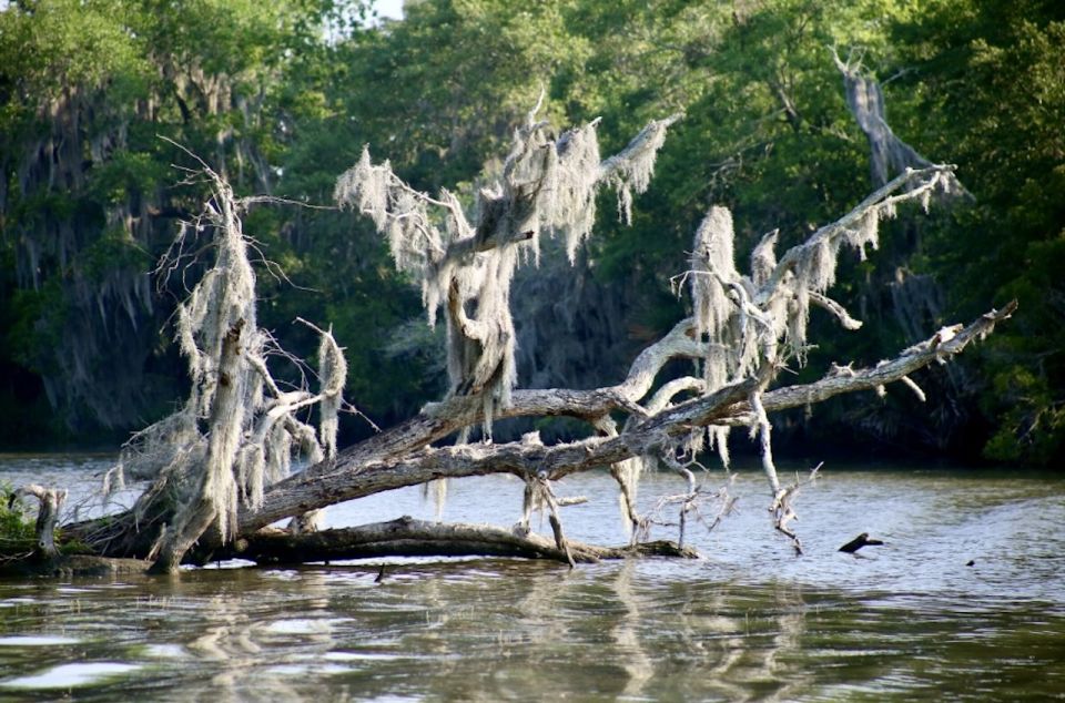 New Orleans: Swamp Tour on Covered Pontoon Boat - Price value: what $35 buys you in the New Orleans swamp
