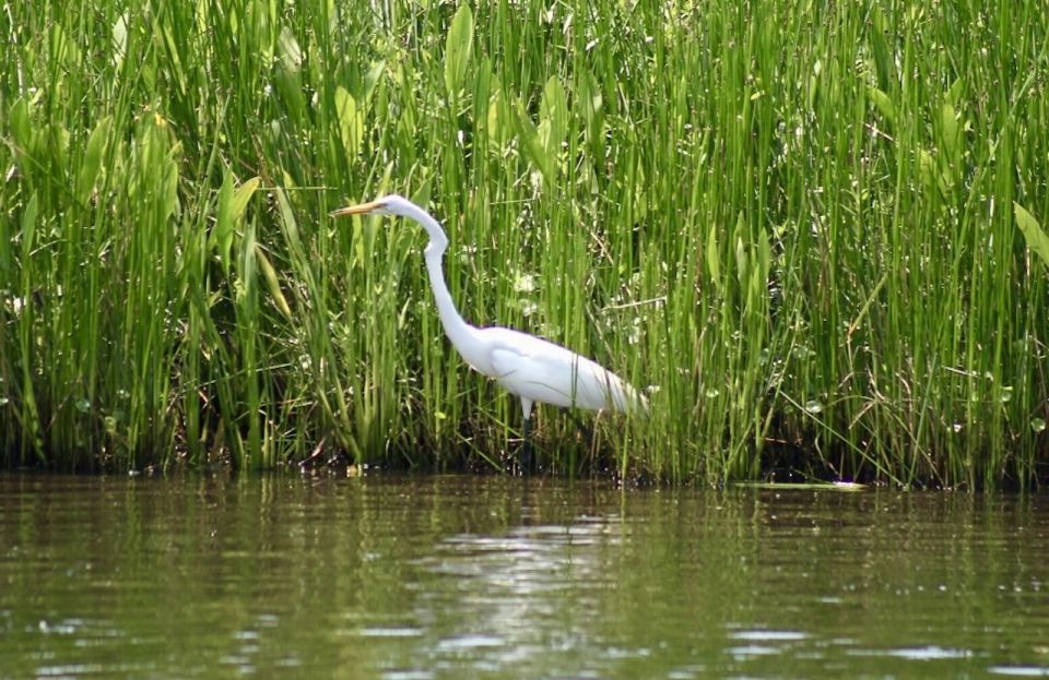 New Orleans: Swamp Tour on Covered Pontoon Boat - Who should book this swamp tour, and who should skip it