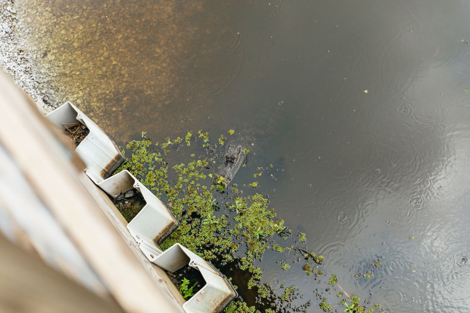 New Orleans: Swamp Zipline Tour - Maurepas Swamp Zipline: What This Tour Feels Like