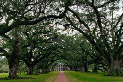 Oak Alley or Laura Plantation Tour from New Orleans - The ride out of New Orleans: timing, comfort, and what to pack