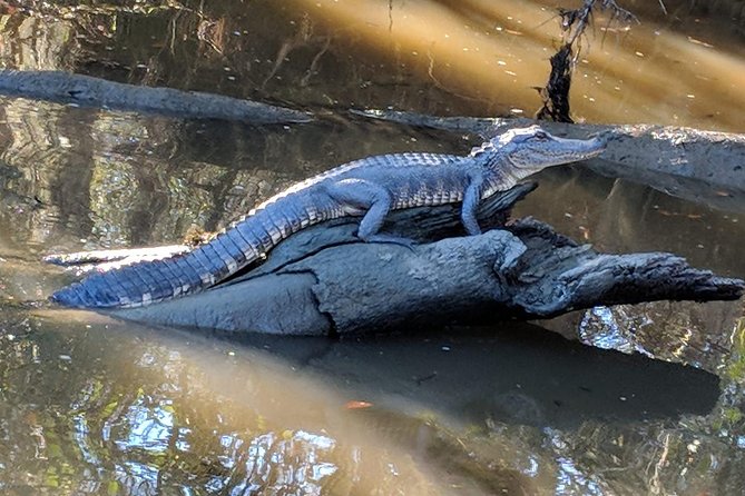 Oak Alley Plantation and Large Airboat Swamp Tour from New Orleans - The drive to the swamp: what you’ll gain from switching settings