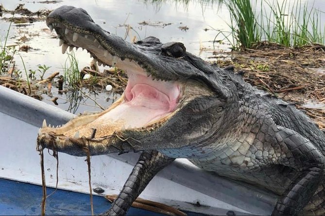 Small-Group Airboat Swamp Tour with Downtown New Orleans Pickup - Downtown Pickup to the Barataria Preserve: The Logistics That Matter