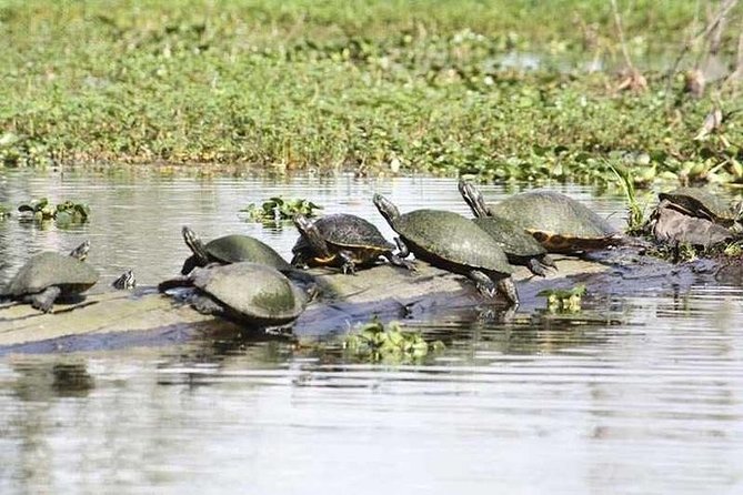 Small-Group Airboat Swamp Tour with Downtown New Orleans Pickup - Safety and Comfort: Who Should Consider This (And Who Should Skip It)