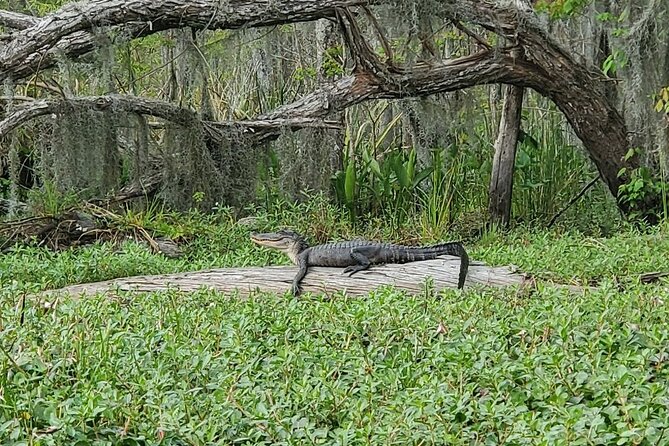Small-Group Manchac Swamp Kayak Tour - What to wear and bring: swamp-proof your day