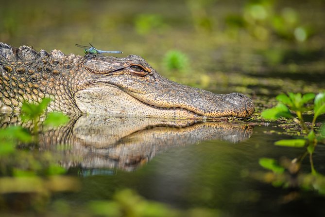Small-Group Manchac Swamp Kayak Tour with Local Guide - Why Kayak the Manchac Swamp Instead of Staying in Town?