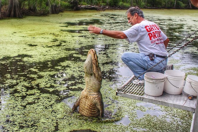 Swamp Boat Ride and Oak Alley Plantation Tour from New Orleans - Wildlife expectations: alligators are only part of the show